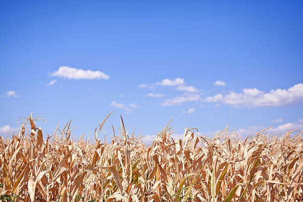 Withered field of corn on background of blue sky stock photo