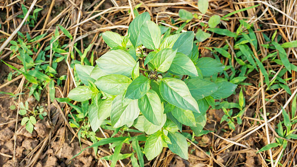istock Basil plant in the vegetable garden. 523858276