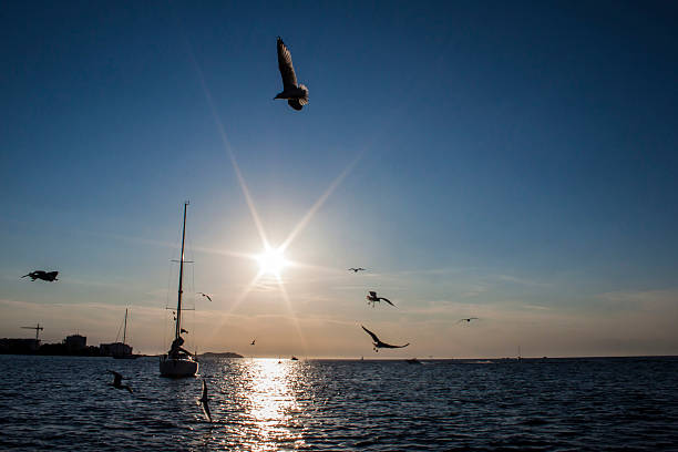 retroiluminación reflexiones de la puesta del sol en el mar. - waterbirds fotografías e imágenes de stock