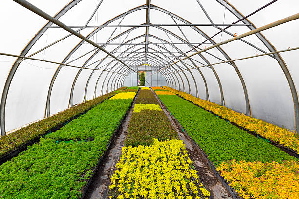 istock plants growing in greenhouse at seedling nursery 523860830