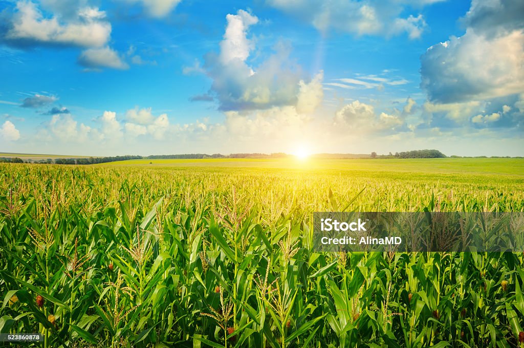 Sonnenaufgang über dem corn field - Lizenzfrei Mais - Zea Stock-Foto