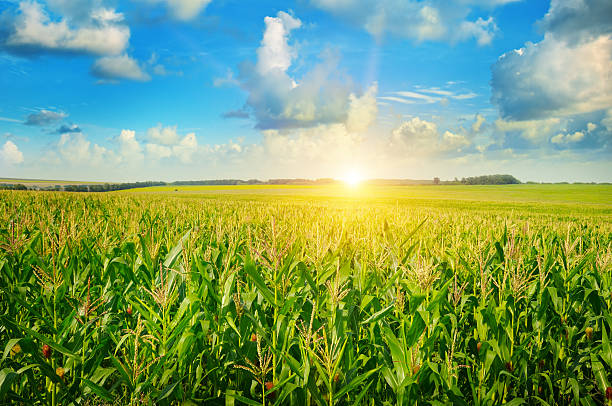 восход солнца на кукурузном поле - maize стоковые фото и изображения