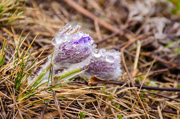 istock Pasque flowers, Pulsatilla  in water drops 523861840