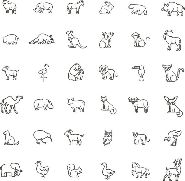 illustrazioni stock, clip art, cartoni animati e icone di tendenza di vettoriale icone. zoo. animali - koala herbivorous marsupial mammal