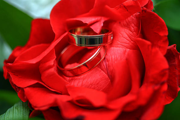 bellissimo oro fedi nuziali su rosa rossa - jewelry ring luxury wedding foto e immagini stock