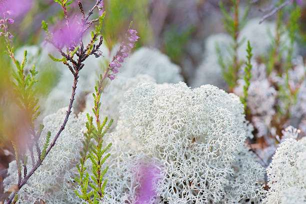 istock Macro shot of white reindeer moss 523863994