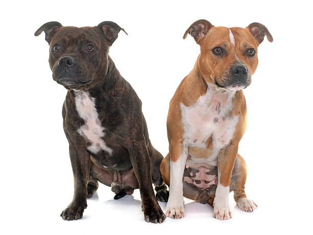 istock stafforshire bull terriers 523864440