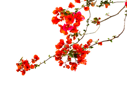 A spray of bright red bougainvillea against a white background. Copy space available. Shot in Italy.