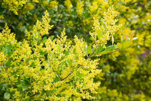bright yellow fragrant flowers of acacia howittii