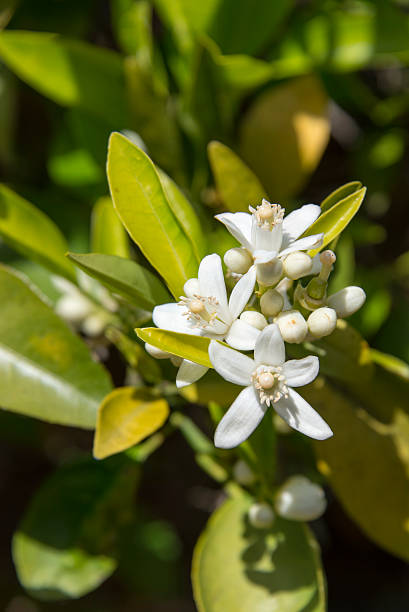 Orange blossoms in close up on an orange tree.