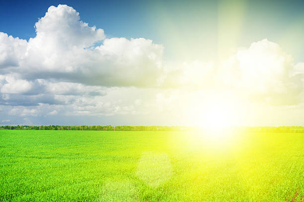 istock Green grass field and blue sky with clouds 523867384
