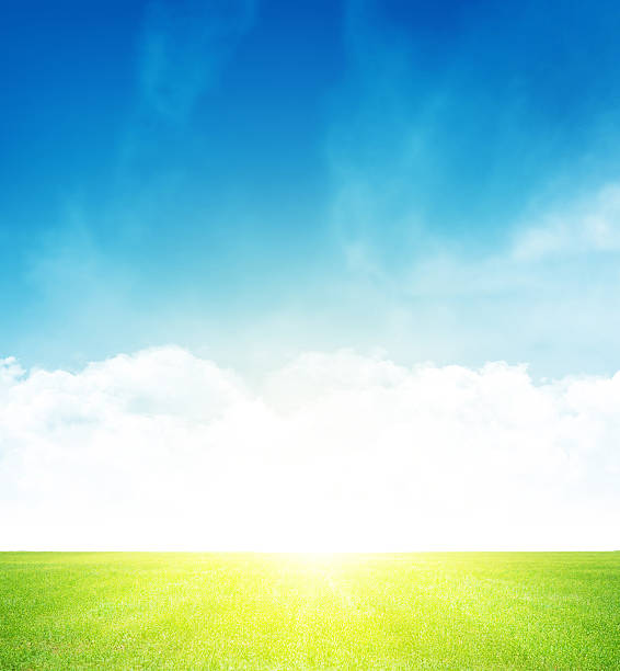 istock Green grass field and blue sky 523867478