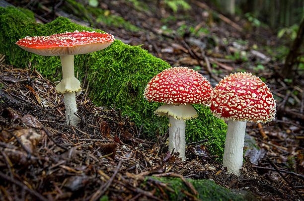 istock Amanita muscaria 523867952