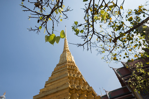 leaves and golden temple in wat phra kaew in bangkok,Thaliand,selective focus at leaves