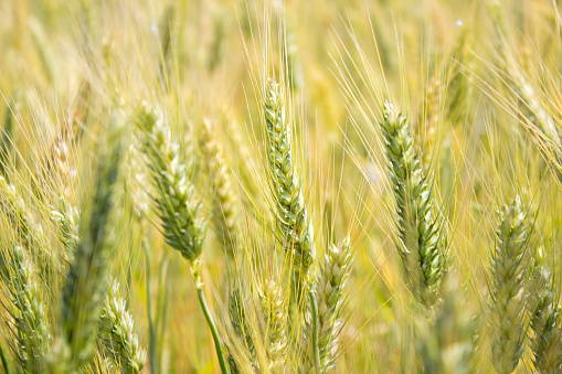 Green wheat field on a sunny summer day. Spikelets are greenish-yellow close-up. Agricultural industry