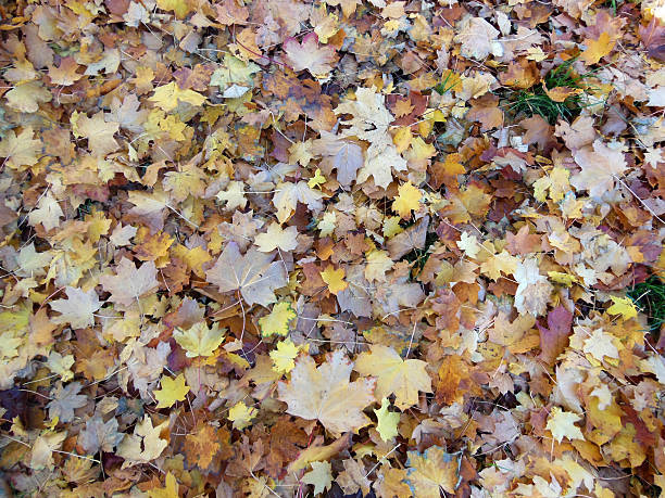 istock Carpet of autumn coloured leaves 523868874