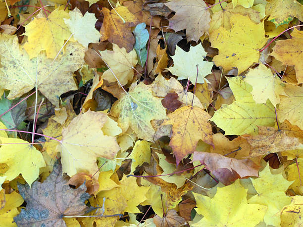 istock Carpet of autumn coloured leaves 523869206