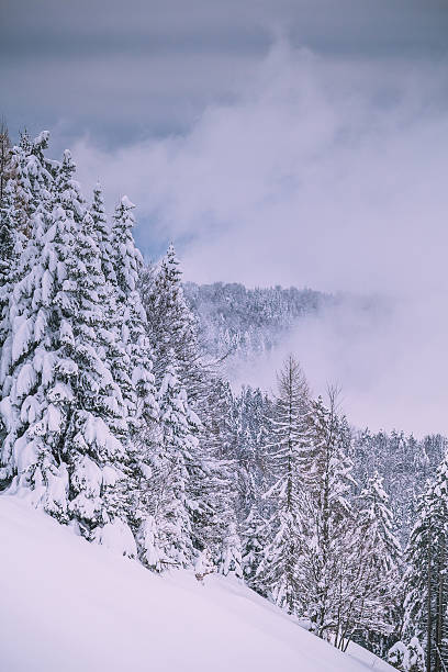 Snowy fir trees. Snowy fir trees on a background of unfriendly gray clouds. krvavec stock pictures, royalty-free photos & images