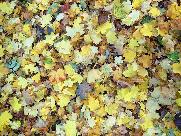 istock Carpet of crispy autumn coloured leaves 523869556
