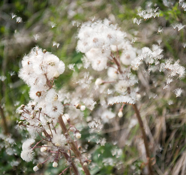 Pestwurz (Petasites hybridus) spreading its Seeds in the Wind