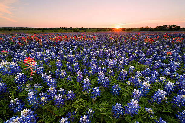 istock Wild flower Bluebonnet in Texas 523869732