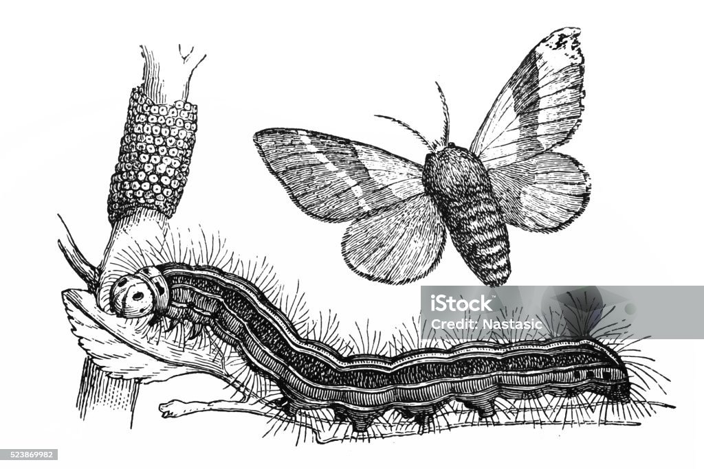 The lackey moth (Malacosoma neustria) 19th Century Style stock illustration