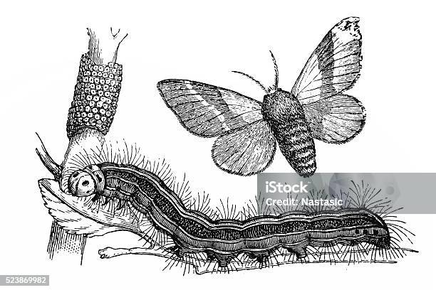 The Lackey Moth Stock Illustration - Download Image Now - 19th Century Style, Animal, Animal Egg