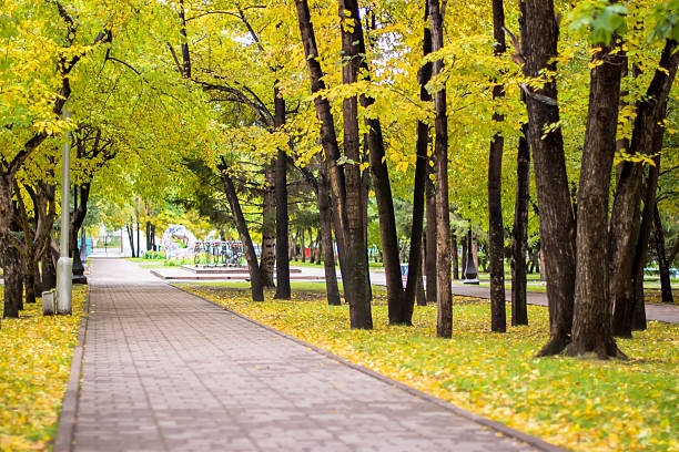 istock Autumn park with yellow leaves and trees 523870000