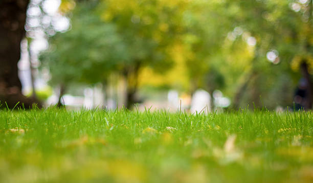 istock Fresh spring grass on a background of trees 523870196