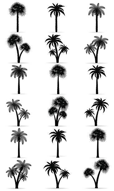 palm tree black outline silhouette vector illustration vector art illustration