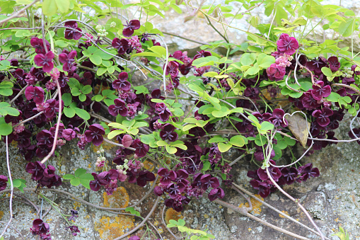 vivid burgundy flowers of a chocolate vine growing on a south facing wall.