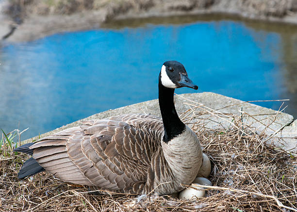The nest is built near a small river.