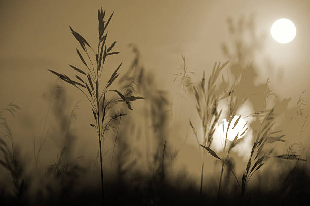 istock Autumn Grass in Sepia 523870735