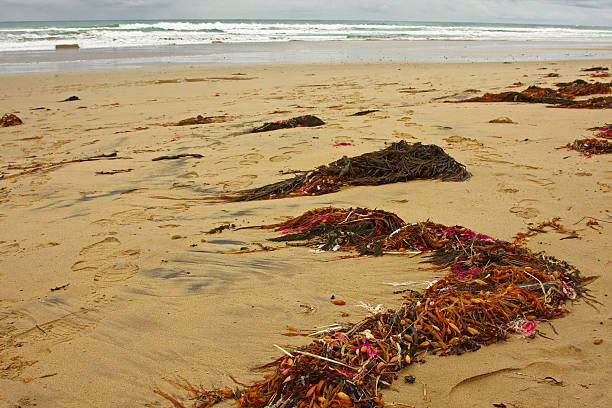 istock Seaweed on the beach. Twelve Apostles. Australia. 523870844
