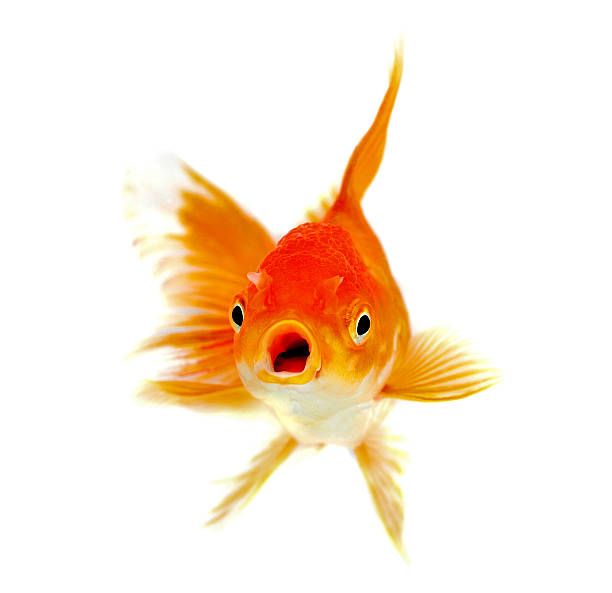 istock Gold fish Isolation on the white background 523870861