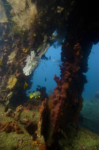 istock Shipwreck encrusted with life 523871157