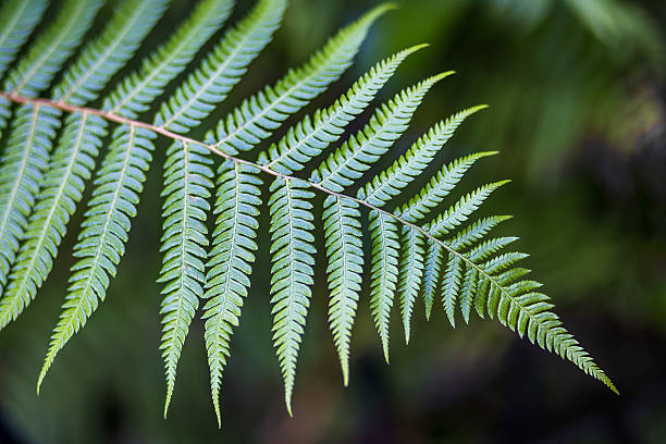 nowa zelandia fern - fern new zealand macro frond zdjęcia i obrazy z banku zdjęć