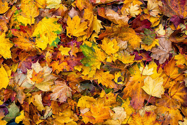 istock Colorful autumn leaves 523871753