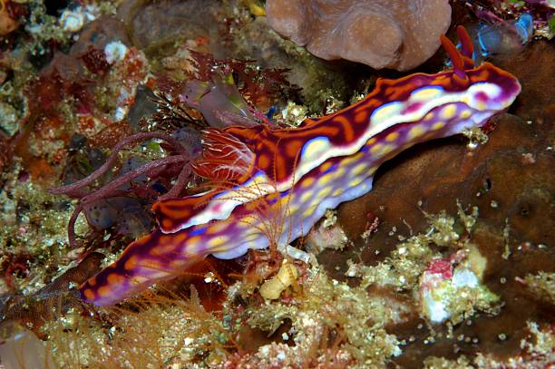 istock Ceratosoma magnifica Nudibranch 523871923