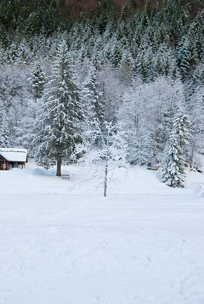 istock Winter Landscape with Snow and Trees 523872353