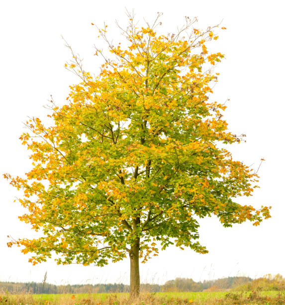 http://www.istockphoto.com/file_thumbview_approve.php?size=1&id=925210