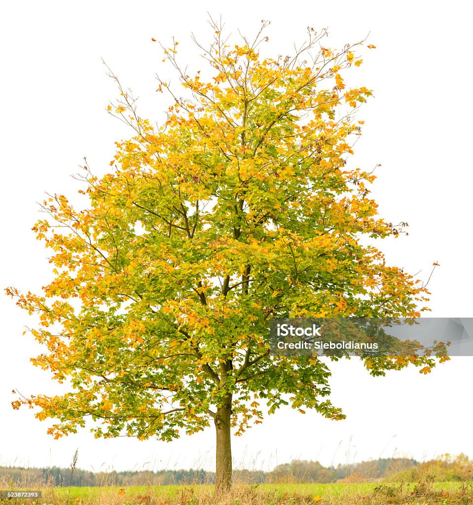 Norway Maple Tree (Acer platanoides) isolated on white with autumn_foliage. Norway Maple Tree (Acer platanoides) with colorful autumn foliage isolated on white. Norway Maple Stock Photo