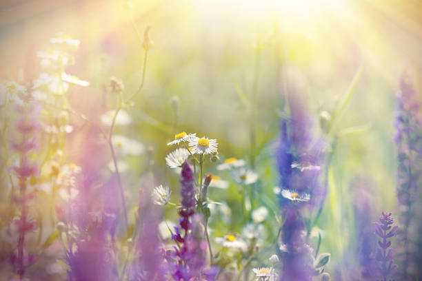 istock Meadow flowers lit by sunlight 523872553