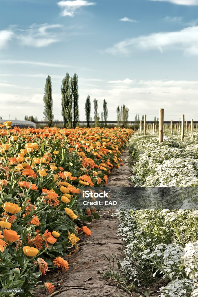 Flower production Production of flowers for sale. (Calendula officinalis and Achillea millefolium), marigold and yarrow. Agricultural Field Stock Photo