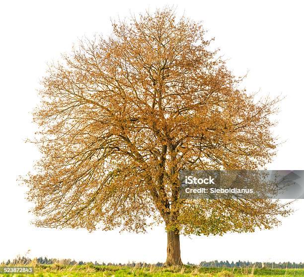 Norway Maple Tree On Meadow Isolated Onwhite Stock Photo - Download Image Now