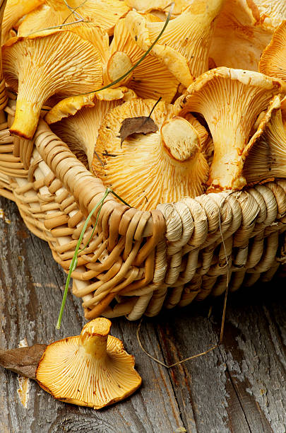 istock Raw Chanterelles Mushrooms 523872912
