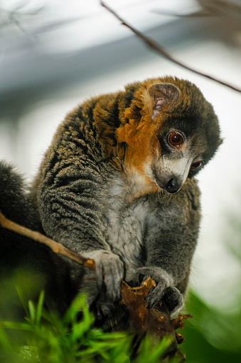 Mongoose Lemurs perched in a tree at the zoo