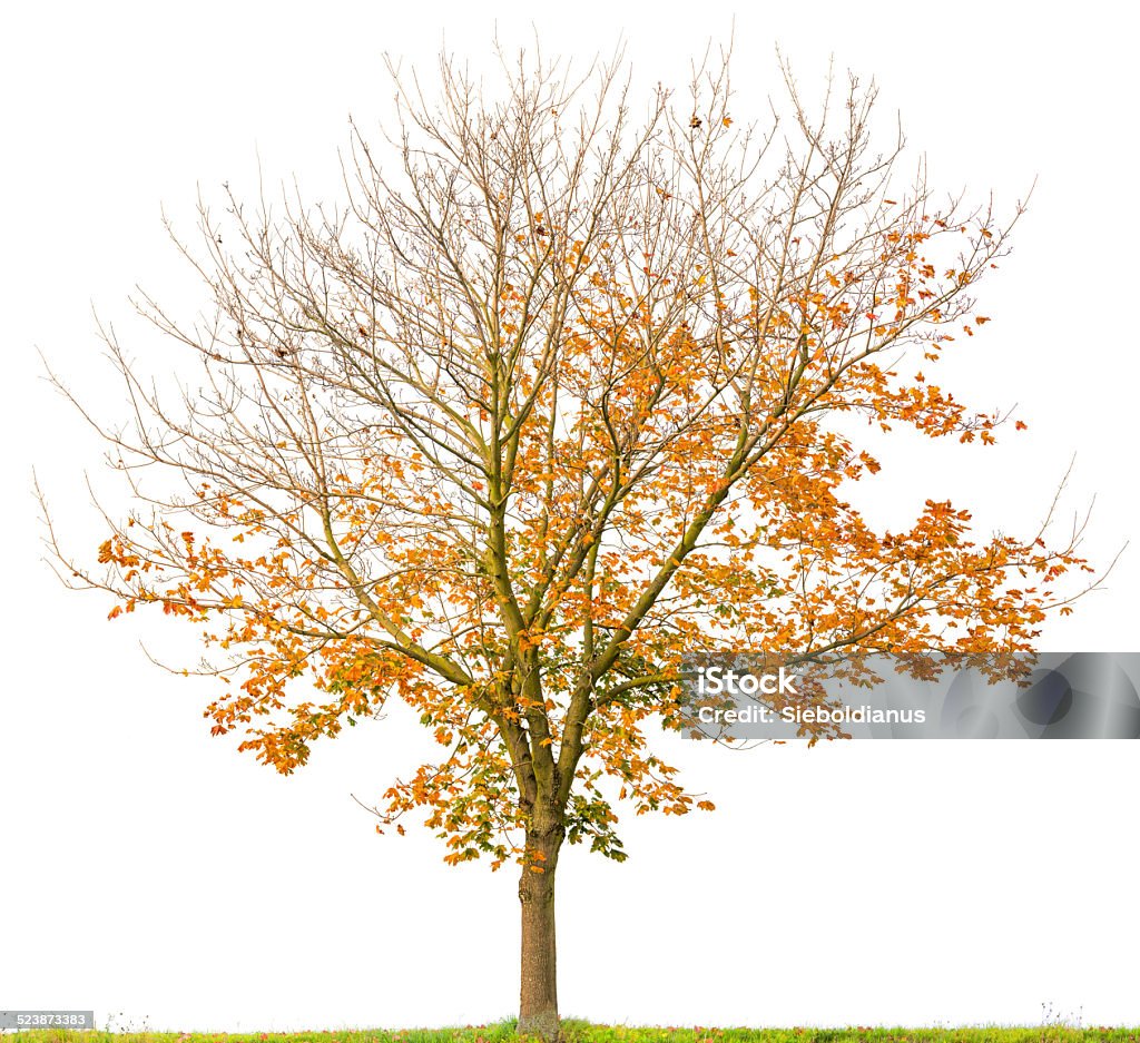 Norway Maple Tree (Acer platanoides) isolated on white with autumn_foliage. Norway Maple Tree (Acer platanoides) with colorful autumn foliage isolated on white. Autumn Stock Photo