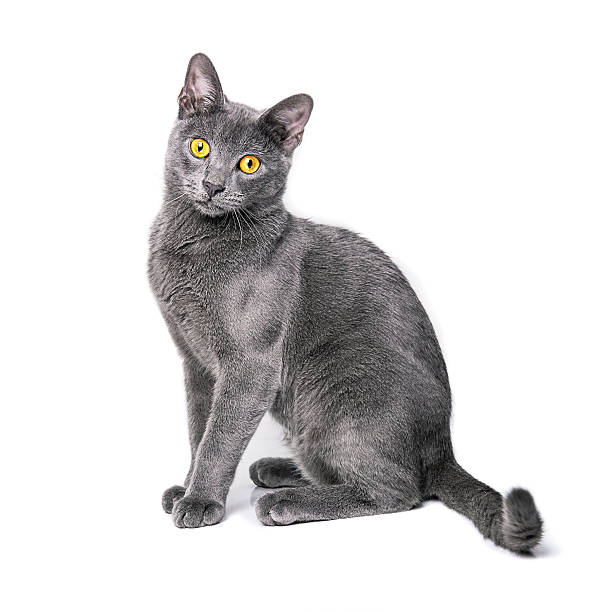 istock Young Russian blue cat with yellow eyes on isolated background 523873679