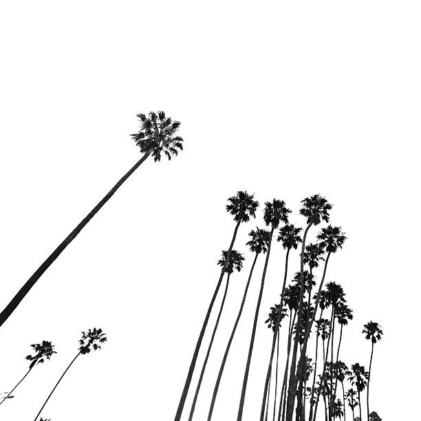 istock Tropical palm tree on Venice beach - los angeles 523873687